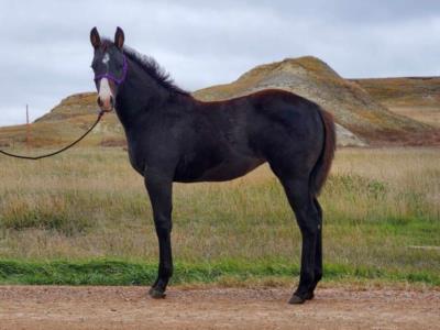 Top Gun Onyx JW <BR> AQHA 6258520